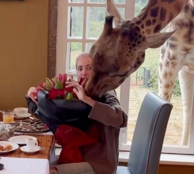 Молодший син Кернеса влаштував мамі день народження з жирафами  