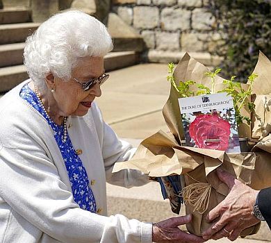 Завжди цвістиме в її серці: на честь 100-річчя принца Філіпа в садку королеви висадили унікальну троянду