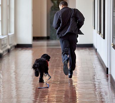 Справжній друг, вірний супутник: Обама повідомив про смерть колишнього першого собаки США Бо