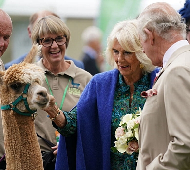 Король Чарльз та Камілла в павичевий сукні за $770 познайомилися з альпаками