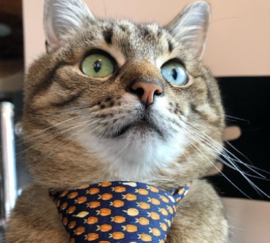 Кота Степана з Харкова номінували на престижну блогерську премію в Каннах