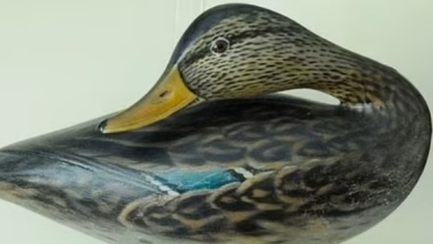 Проциндрив $532 тисячі на качечок: режисерка Твін Пікс зі скандалом розлучилася з чоловіком-брехуном