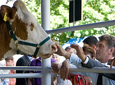 Ющенку піднесли скальп Тимошенко, або Хіба ревуть воли, як їде президент?