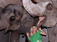 Лобода просилася в ангар і може подорожувати хоч на собаках