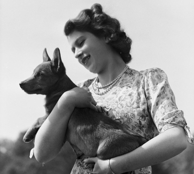 Кенді, Сенді, Ліссі та Мік: що буде з собаками Єлизавети після втрати улюбленої хазяйки