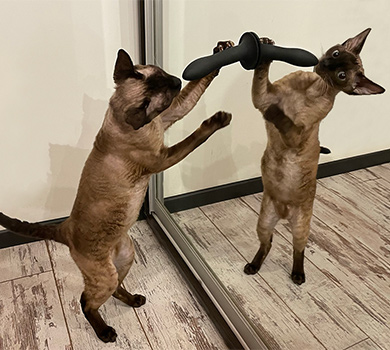 Не сексом єдиним — несподівані дизайнерські рішення із секс-іграшками