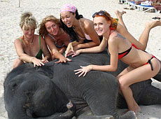 НеАнгели завалили слона та потоваришували мамами
