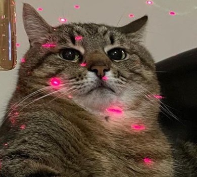 Від Брітні Спірз до Valentino: як кіт Степан із Харкова підкорив мережу