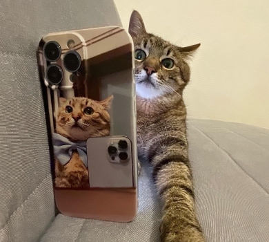 Степан і його колеги: українські селебріті-котики до Міжнародного дня кота. ФОТО 