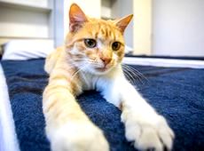 Це сталося: Порошенко в соцмережі опублікував перший пост про котика