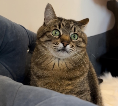 Біженець Степан: кіт-зірка Instagram евакуювався з Харкова