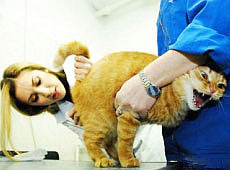 Аня Завальська з Алібі пішла у ветеринари