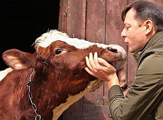 Ляшко намагався провести корову до Ради. ВІДЕО