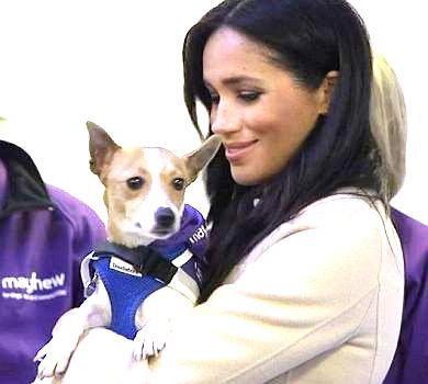 Радість у дім: Меган Маркл закликала всиновлювати тварин із притулків