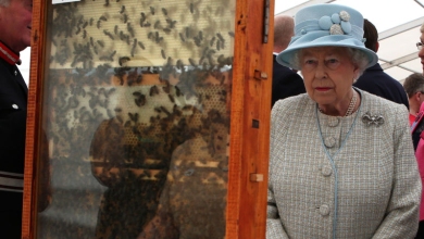Така традиція: бджіл Єлизавети ІІ офіційно сповістили про її смерть 