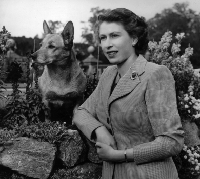 Колишня невістка Єлизавети ІІ вважає, що собаки королеви досі відчувають її присутність