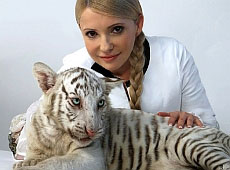 Тимошенко буде шукати своїй тигриці білого друга?