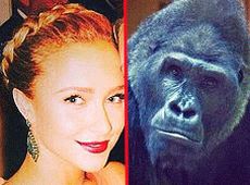 Пенетьєрі порівняла горилу з Кличками і збудувала їй хатку