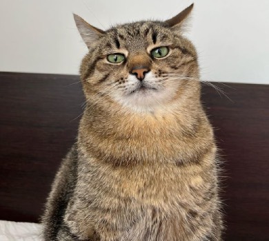 Кіт Степан зібрав для українських тварин понад $10 тисяч