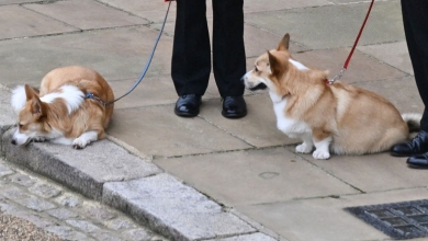Поні, коргі та королівський павучок: зворушливе прощання тваринок із Єлизаветою ІІ