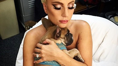 Викрадених песиків Lady Gaga повернули