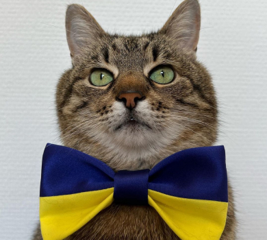 Кіт Степан повернувся в Україну та оголосив збір на допомогу тваринам. ФОТО