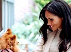 Товста Маркл у платті за $35 сходила до знедолених песиків, а потім у цирк