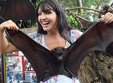 Половину Алібі на Балі покусали мавпи