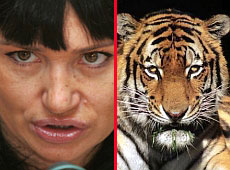 Кільчицька натравить на Раду і мерію уссурійських тигрів 