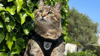 Я так за тобою сумую: Кіт Степан показав, чому не може повернутися додому