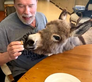 Вечірка тижня: Шварценеггер святкує день народження віслюка. ВІДЕО