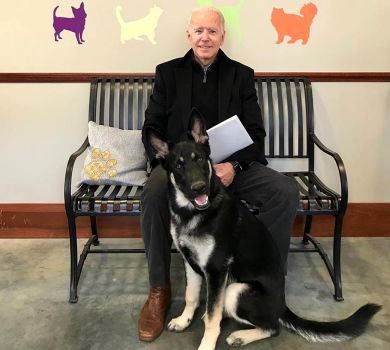 Із притулку - на килимочок у Білому домі: чому пес Джо Байдена увійде в історію Америки