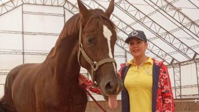 Коня Камалії у стайні в Бучі вбили окупанти  