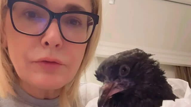 Не змогла пройти повз: Сумська врятувала птаха та показала, як його годує