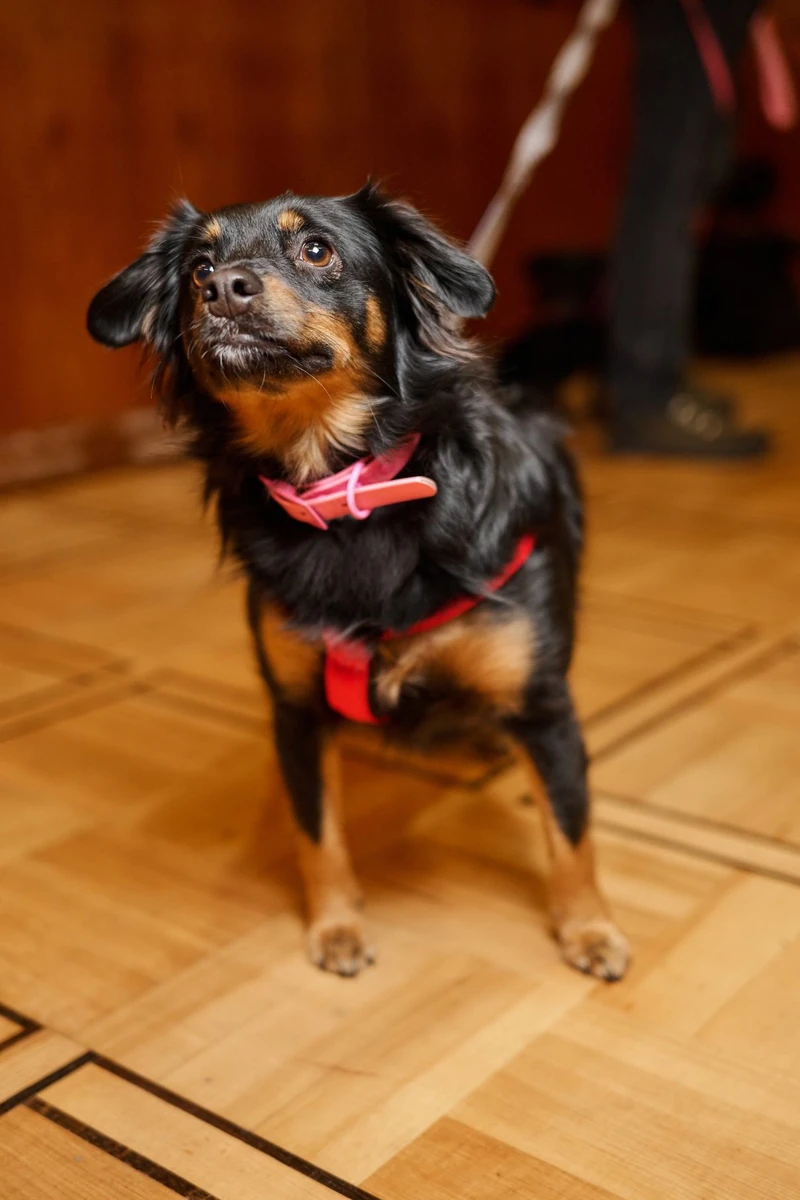 Леді (1,5 року) - молода собачка, яку покинули біля притулку у 2023-му році. Зараз вона щаслива, здорова і мріє про дім