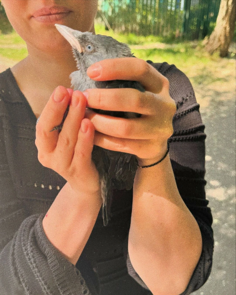 Врятоване Дашою Астаф'євою пташеня