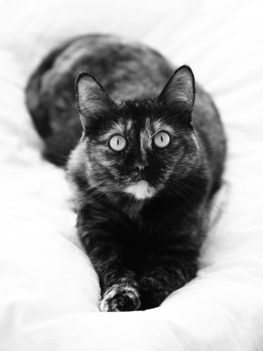 Кішка Марти Адамчук