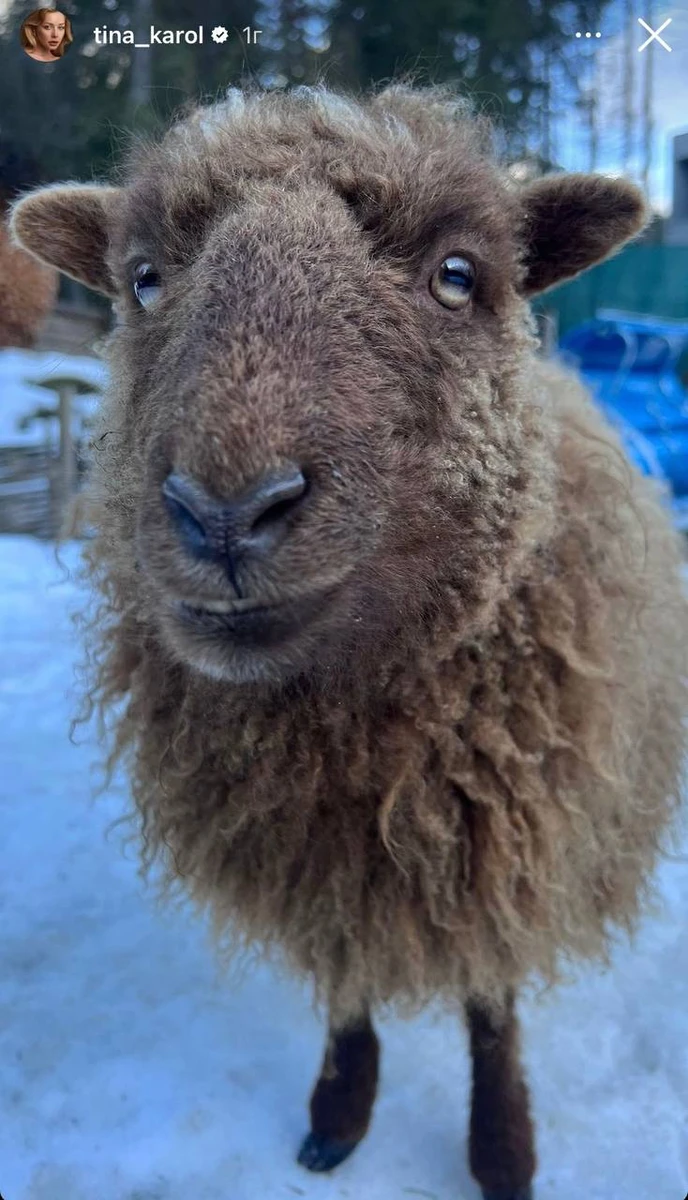 Ось такі милі створіння зустрілися артистці в горах