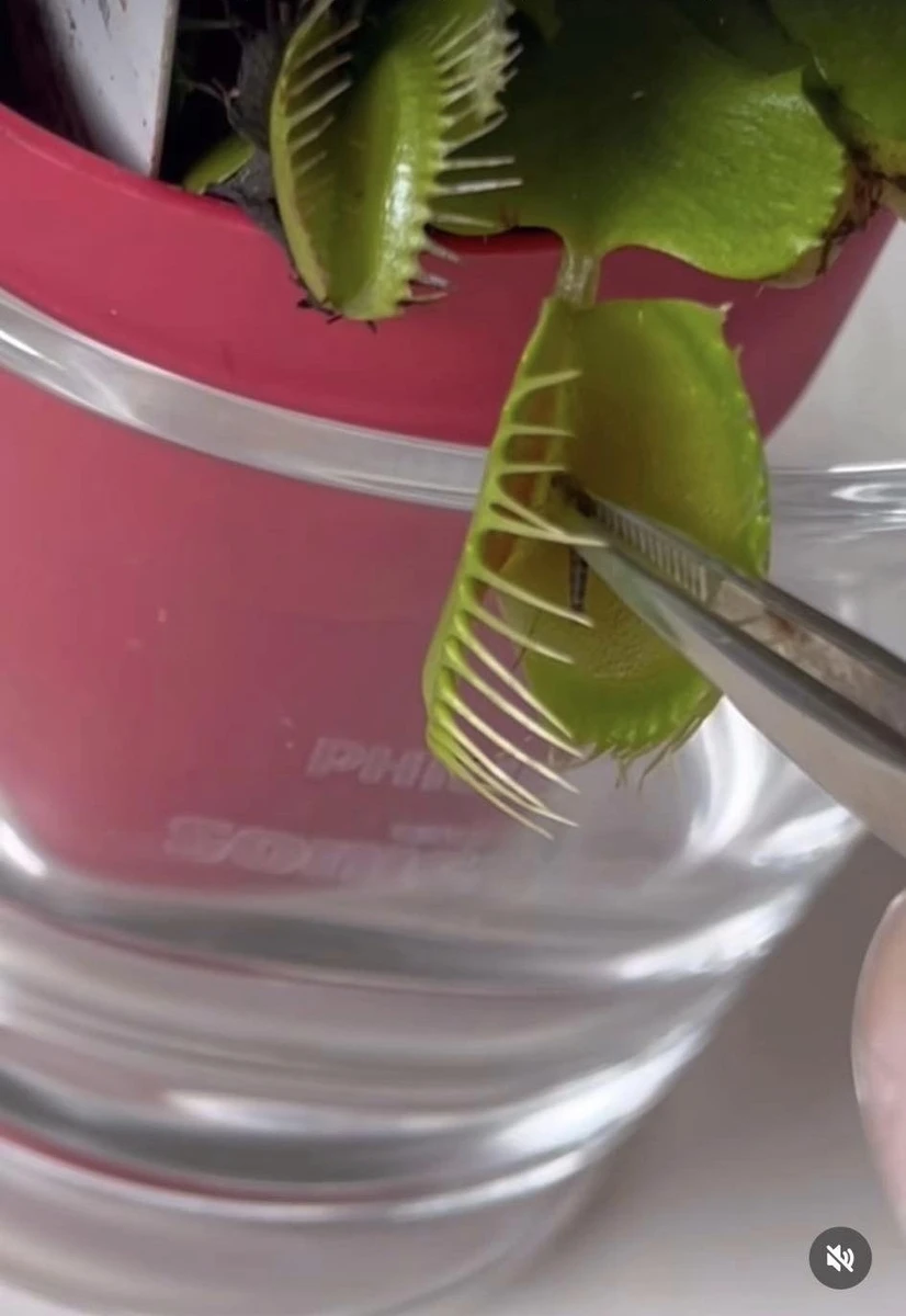 Венерина мухоловка Могилевської