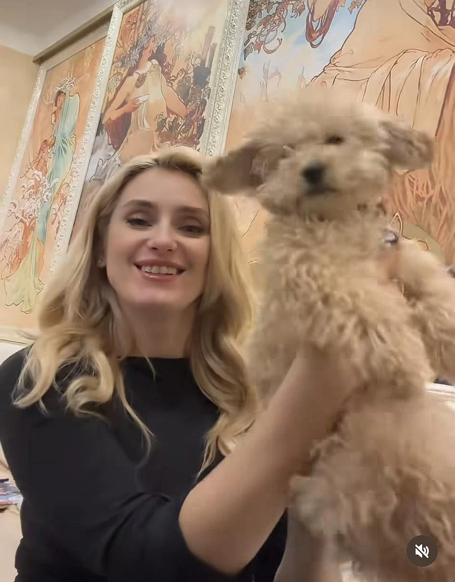 Собака мальтіпу