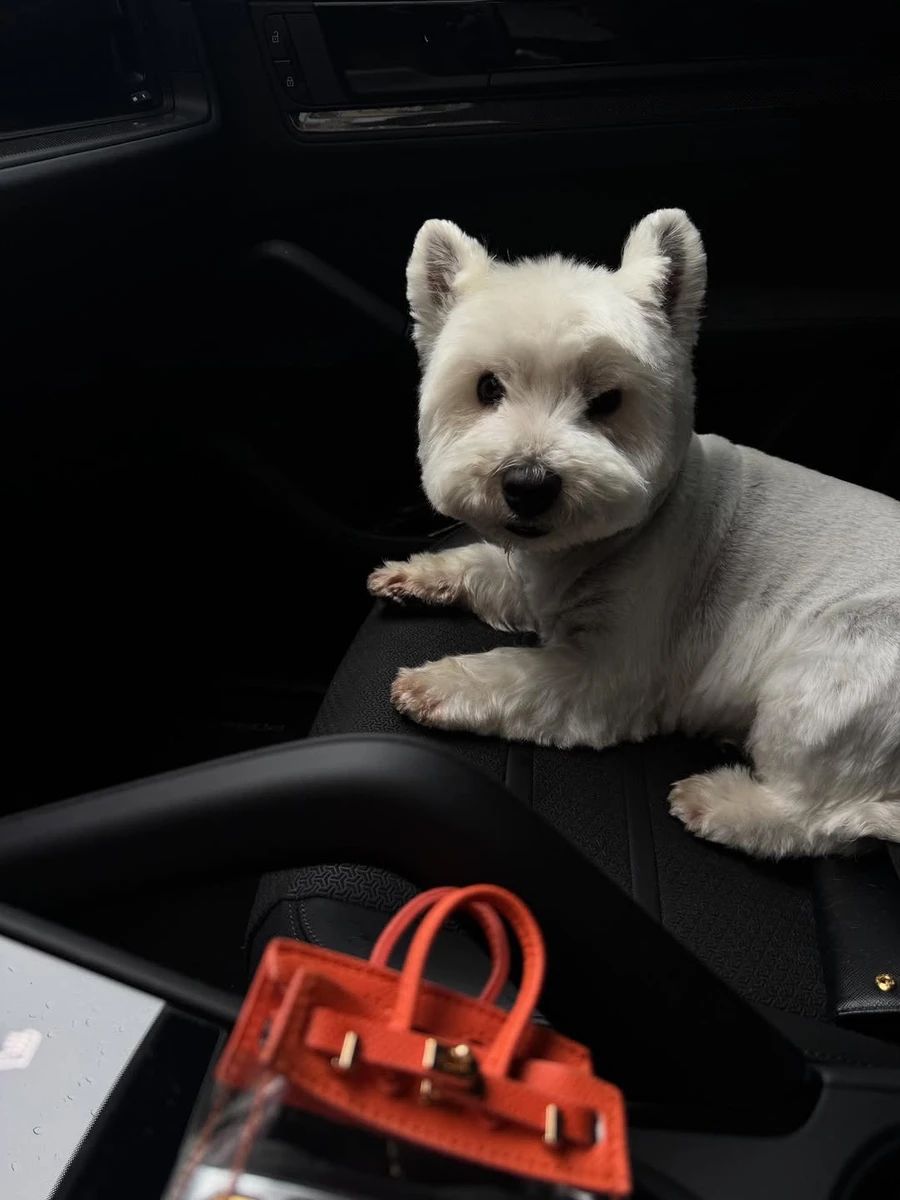 Леся Нікітюк в машині зазнімкувала свого песика