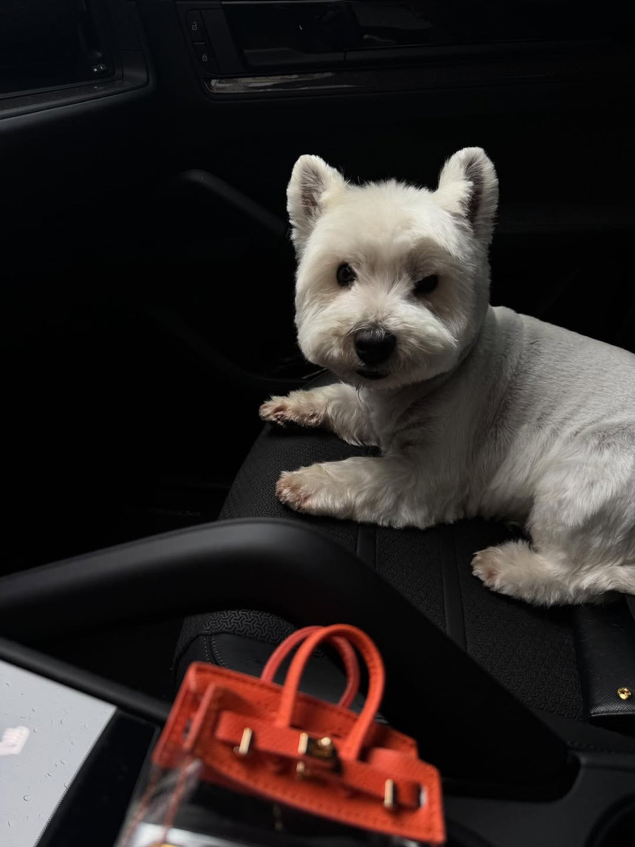 Леся Нікітюк в машині зазнімкувала свого песика