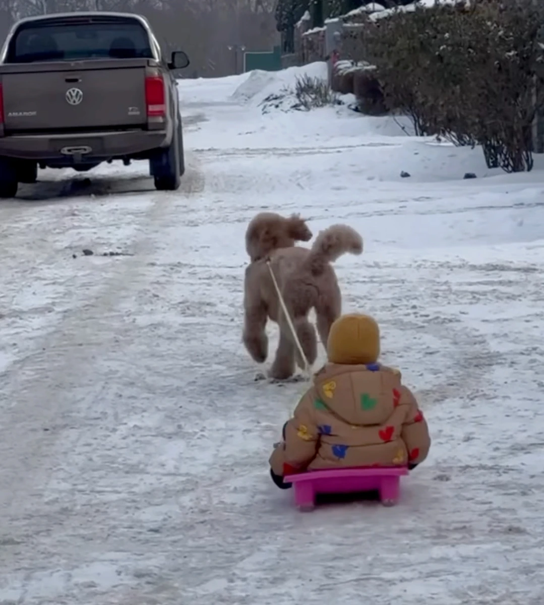 Даша Кацуріна показала, як її песик катає сина на санчатах
