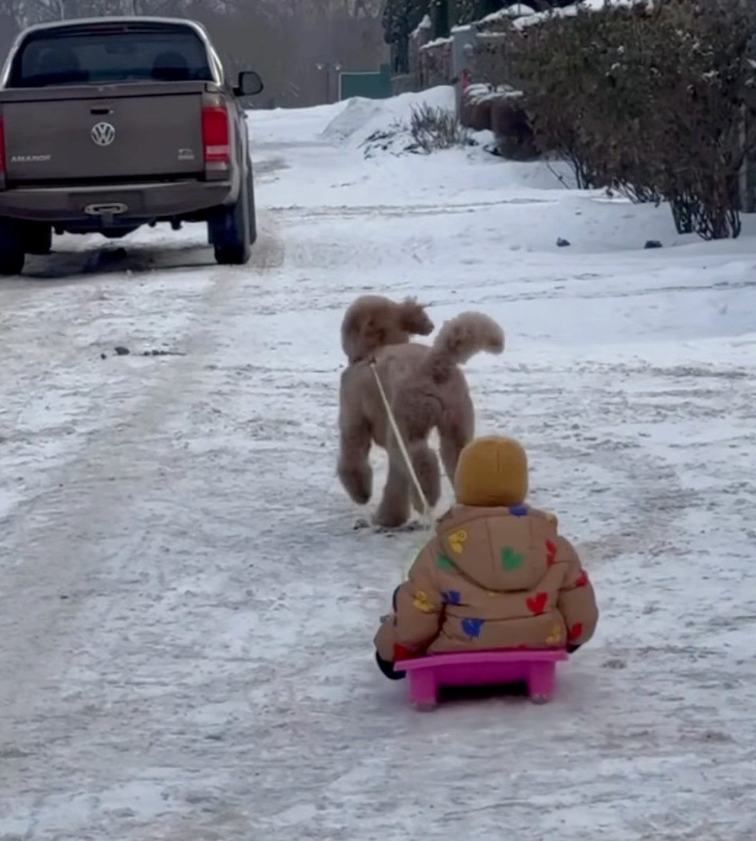 Даша Кацуріна показала, як її песик катає сина на санчатах