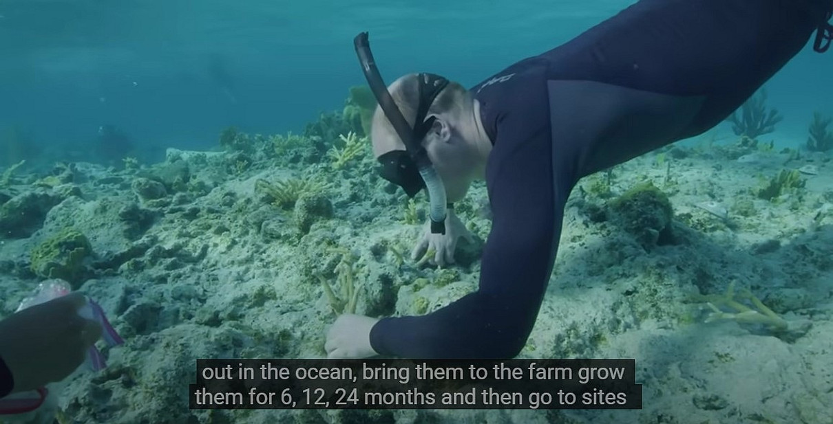 Паростки підрощують на кораловій фермі, а потім висаджують у місцях, де необхідно відновити популяцію коралів