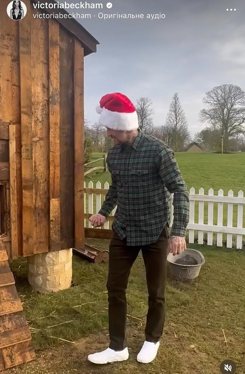 Тепер у Девіда є не лише собаки, а й цілий курник 