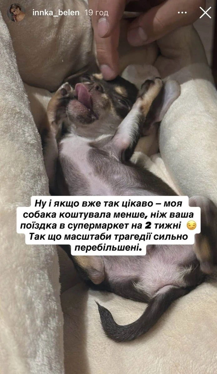 Цуценя чихуахуа