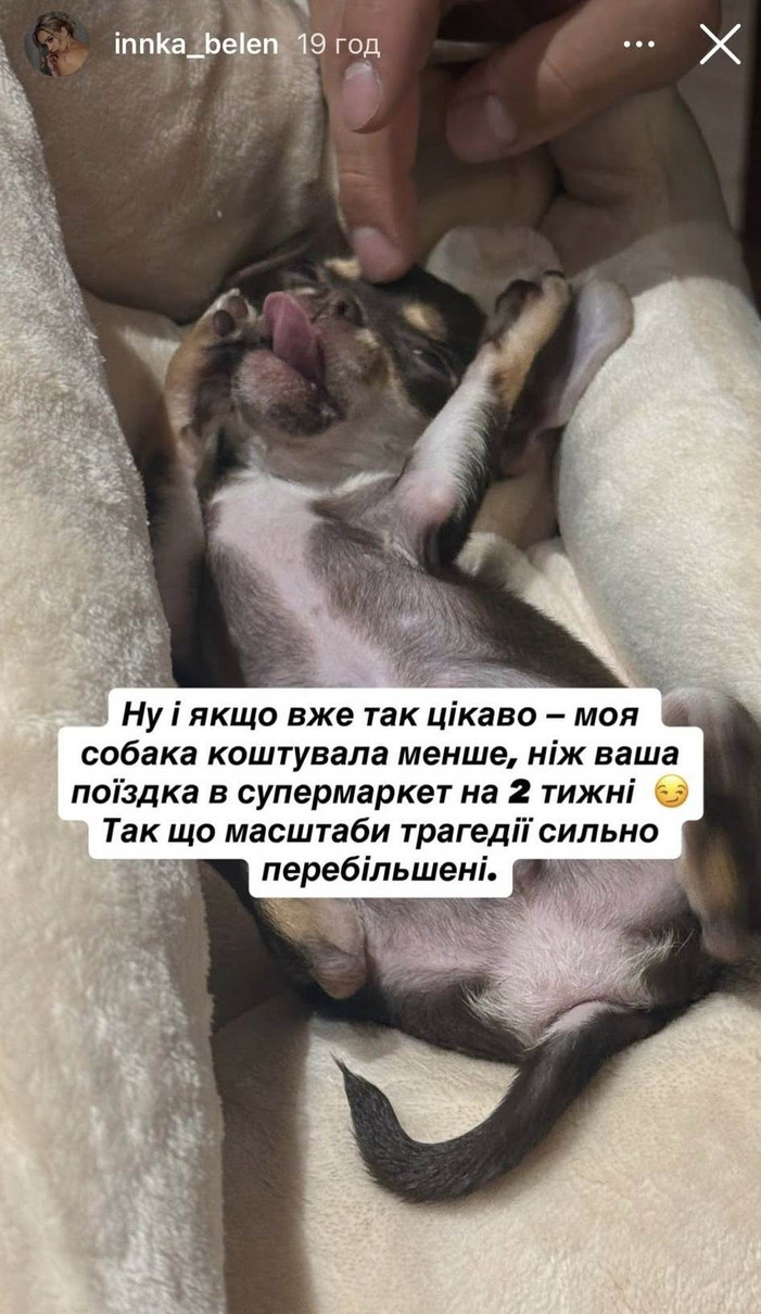 Цуценя чихуахуа