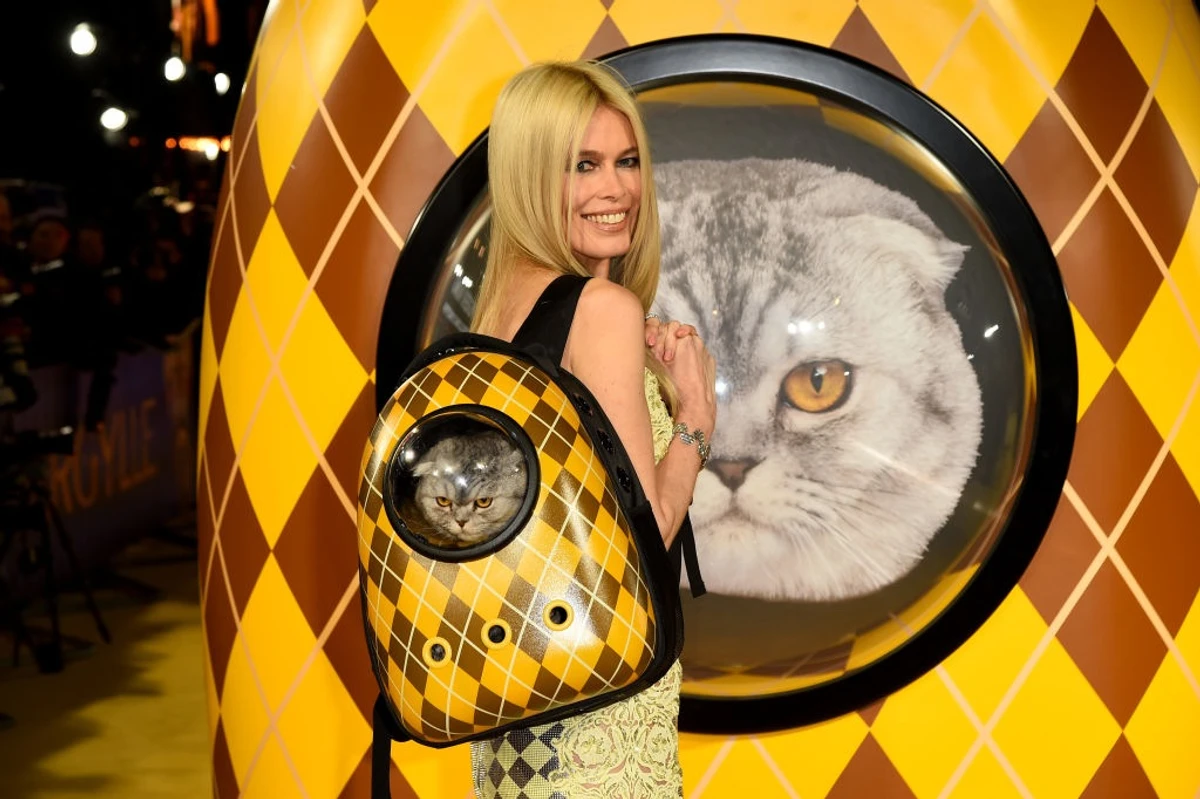 Щось у кота не надто щасливий вигляд. Шиффер удома варто пильнувати свої туфлі