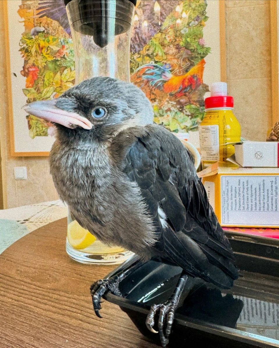 Пташеня, якого врятувала Астаф'єва